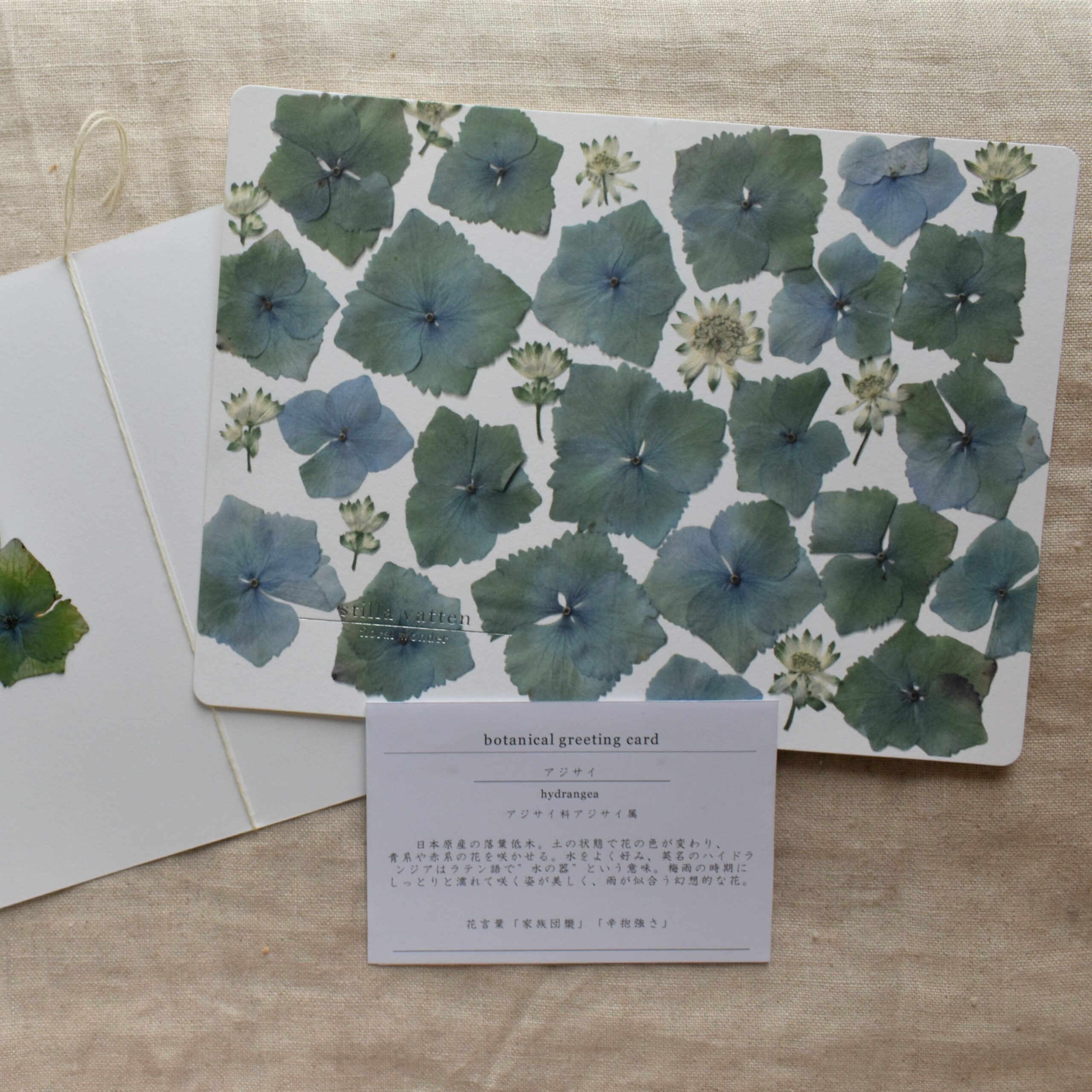 Botanical Greeting Card アジサイ 花言葉メッセージカード Stilla Vatten Floral Wonder