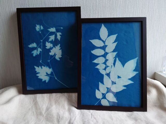 ［cyanotype］
サイアノタイプ  ギラギラお日様を力につけて、
植物をサイアノタイプ(青写真)に仕上げました。  この夏はお日様とじっくり過ごす時間が増えそうです。  ポップアップストアにてご覧頂けます。  ◯◯  青の色合いの発色を特徴とする19世紀に発明された写真方式。日光で印画することができるため日光写真ともいいます  ◯◯
popup day.4  山陽百貨店
本館１階イベントスペース  7/17 wed.〜23 tue.
(最終日は午後5時閉場)  #pressedflower#pressedflowerart
#flowerpressing#botanical#botanicalart#flowers#driedflowers#pressedflowerartist
#押し花#押花#ボタニカル#ボタニカルアート#ドライフラワー#花の贈りもの#flowergift#ハーバリウム#herbalium#ていねいな暮らし#花のある暮らし#naturallife#botanicallife  #cyanotype#サイアノタイプ#blue
#popup #姫路
#stillavatten
#スティラヴァッテン
#japan#nishinomiya