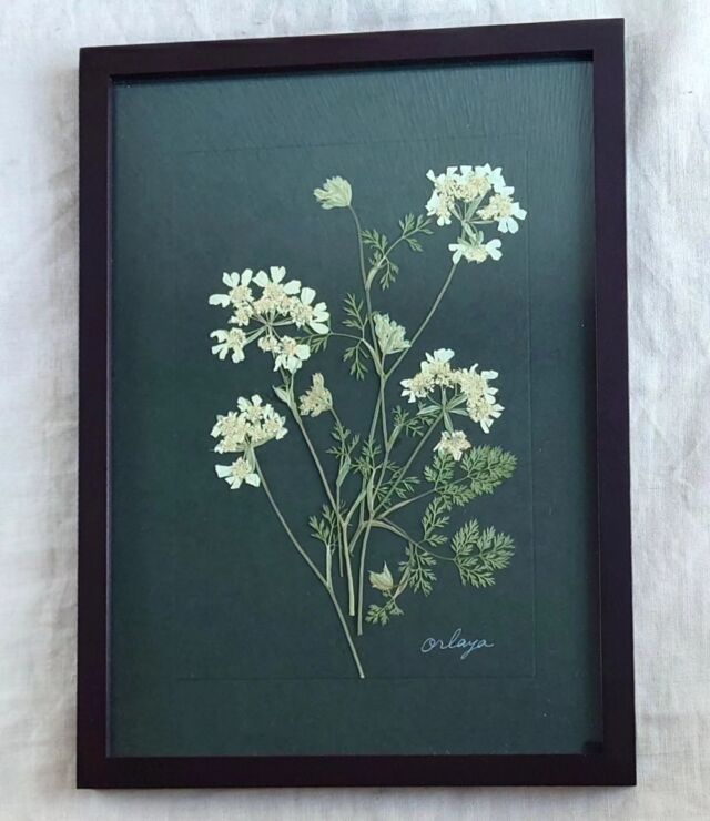 ［the frame]オルラヤ  数年前に一つの鉢植えで育ててみたら、
翌年からこぼれ種でいろんなところから白くてかわいいオルラヤが咲き始めました。　
繊細なレースのような葉もお気に入り。  黒い台紙で花や葉の造形がよく目立つように仕上げました。  ◯◯◯  オルラヤ　：　Orlaya grandiflora  セリ科オルラヤ属（オルレア属）  春から初夏に咲く、白いレース編みのような繊細で優しい花。
中央の微細な花の周りを、大きな花弁を持った花がリング状に囲むという独特の形をしている。ヨーロッパ原産の多年草だが、日本では暑さの為、一年草扱いとされる。  花言葉は「可憐な心」「細やかな愛情」「ほのかな想い」  ◯◯◯  Creema shopにて詳細をご覧いただけます
(プロフィールのリンクからどうぞ)  #pressedflower#pressedflowerart
#flowerpressing#botanical#botanicalart#flowers#driedflowers#pressedflowerartist#ボタニカルインテリア
#押し花#押花#ボタニカル#ボタニカルアート#ドライフラワー#花の贈りもの#flowergift#ハーバリウム#herbalium#ていねいな暮らし#花のある暮らし#naturallife#botanicallife  #オルラヤ#orlaya#creema#handmade  #stillavatten
#スティラヴァッテン
#japan#nishinomiya