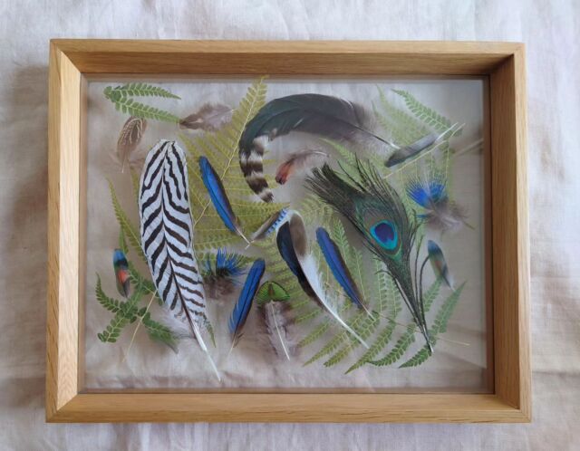 ［under glass] 
feather‐collection  野生的なイメージを醸し出しつつ
羽のような葉の形　
シダと一緒にお気に入りをずらりとあしらいました  横でも縦でもお好きな見え方で飾ることができます  着色も加工もしていない、
自然の造形美と色合いに引き込まれます  #pressedflower#pressedflowerart
#flowerpressing#botanical#botanicalart#flowers#pressedflowerartist
#押し花#押花#ボタニカル#花の贈りもの#flowergift#herbalium#ていねいな暮らし#花のある暮らし#naturallife#botanicallife  #feather #鳥の羽#野鳥好き#featherlover#シダ#fern
#カワセミ#kingfisher#peacock  #stillavatten
#スティラヴァッテン
#japan#nishinomiya